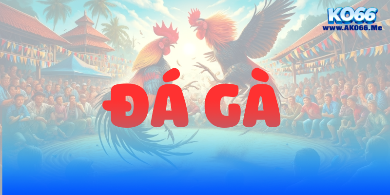 Đá Gà KO66 1 KO66 DA GA